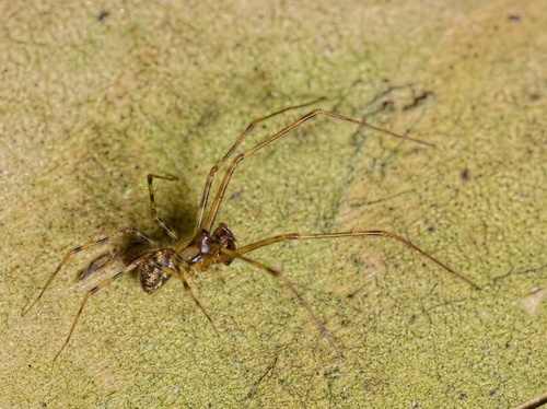 Labulla thoracica