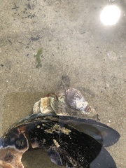 Nassarius fossatus