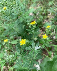 Potentilla argentea