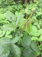 Rubus hirtus