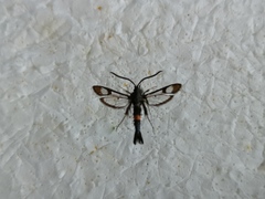 Synanthedon myopaeformis