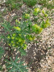 Euphorbia virgata