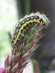 Heterogynis penella