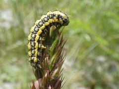 Heterogynis penella
