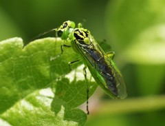 Rhogogaster viridis