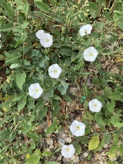 Convolvulus arvensis