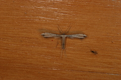 Hellinsia obscuricilia