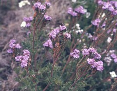 Phacelia popei
