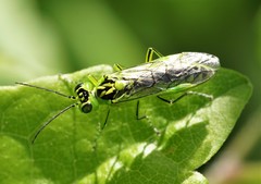 Rhogogaster viridis