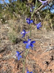 Delphinium scaposum
