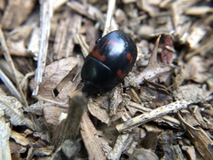 Hister quadrimaculatus