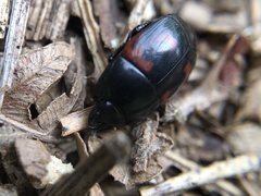 Hister quadrimaculatus