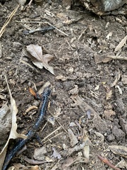 Plethodon cylindraceus