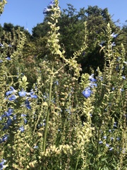 Salvia uliginosa