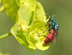 Chrysura