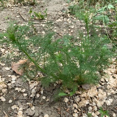 Tripleurospermum inodorum