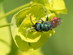 Chrysura