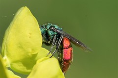 Chrysura