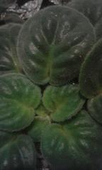 Streptocarpus ionanthus