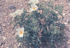 Argemone chisosensis