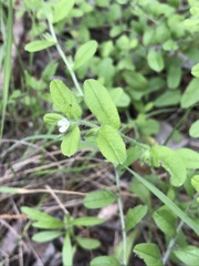 Lithospermum matamorense