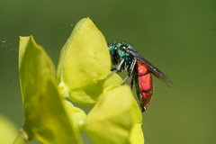 Chrysura