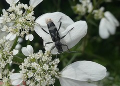 Chlorophorus figuratus