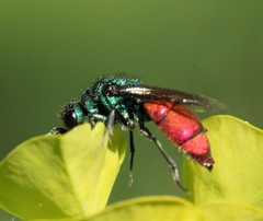 Chrysura