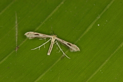 Hellinsia scripta