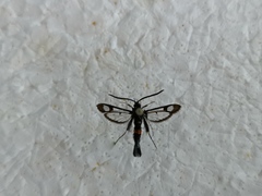 Synanthedon myopaeformis