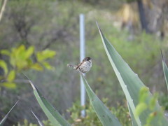 Campylorhynchus jocosus