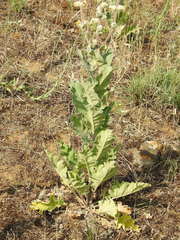 Verbascum