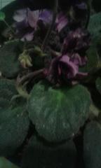 Streptocarpus ionanthus