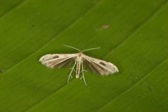 Hellinsia scripta