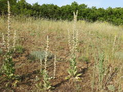 Verbascum