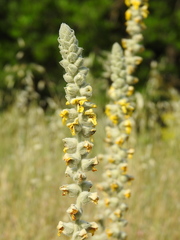 Verbascum