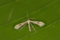 Hellinsia scripta