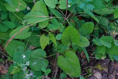 Aristolochia californica