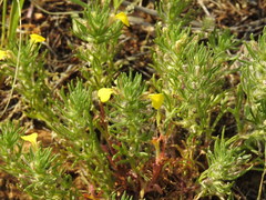 Ajuga chamaepitys chia