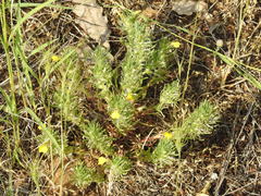 Ajuga chamaepitys chia