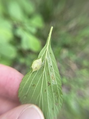 Blaesodiplosis venae