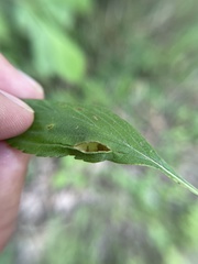 Blaesodiplosis venae