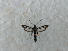 Synanthedon myopaeformis
