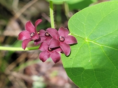 Matelea carolinensis
