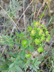 Euphorbia