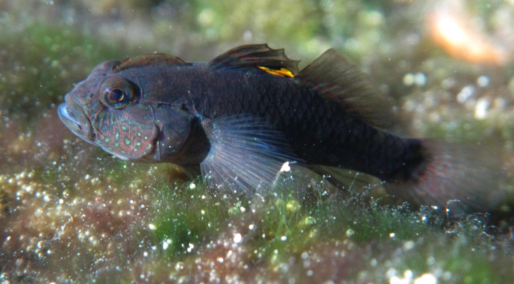 Crested Goby