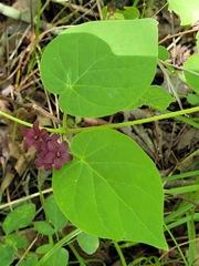 Matelea carolinensis