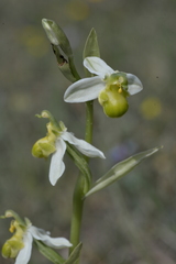 Ophrys apifera chlorantha