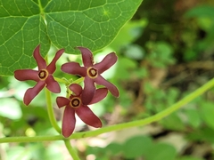 Matelea carolinensis