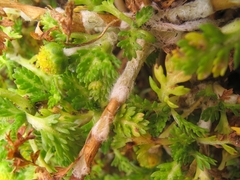 Leptinella lanata